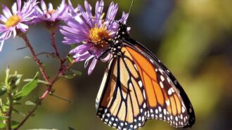 Carbajal urges protection of monarch butterflies