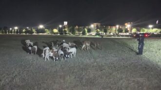 herd of sheep paso robles police