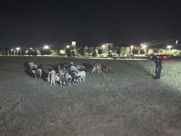 herd of sheep paso robles police