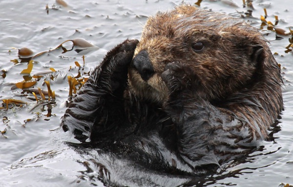Sea otter found in fishing trap in Moss Landing