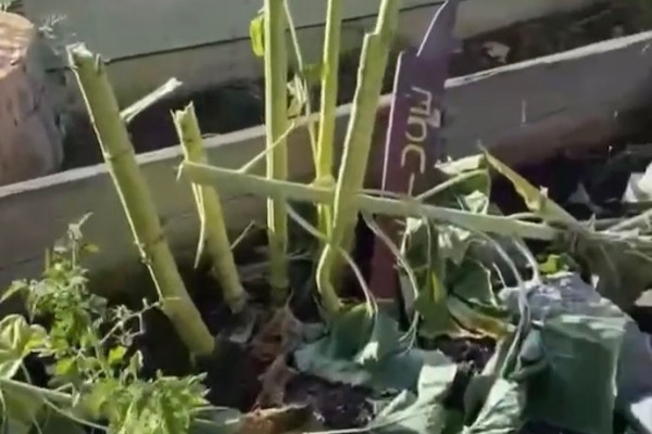Special education garden at Lewis Middle School vandalized 