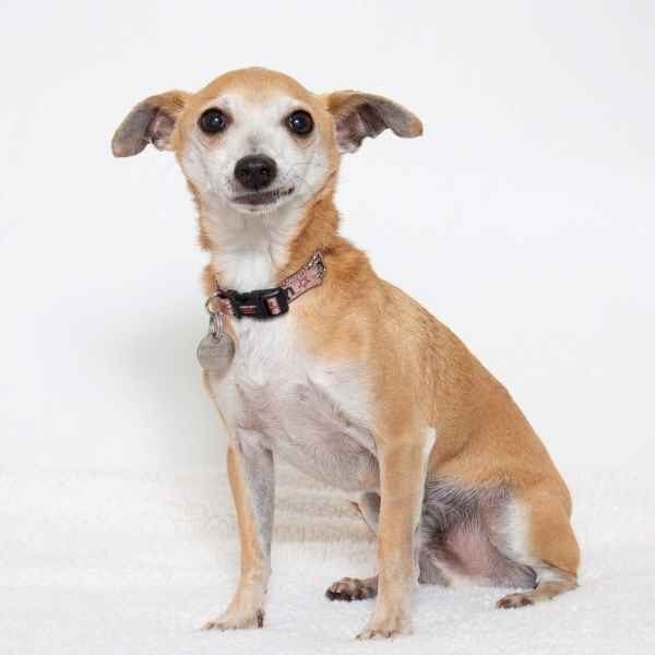 Adoptable pet of the week Marky