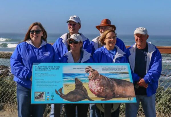 elephant seal docents