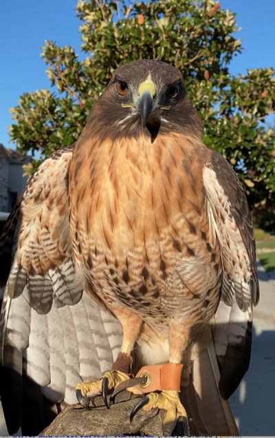 missing hawk Paso Robles