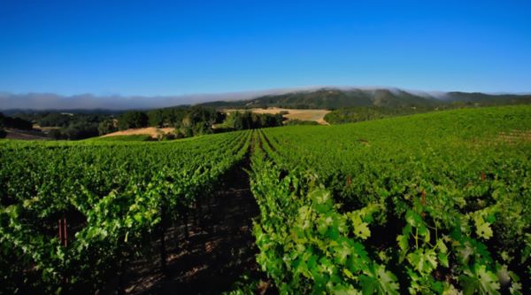  Is Paso Robles the next great California wine destination?