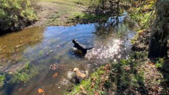 Marly and Cricket go for swim