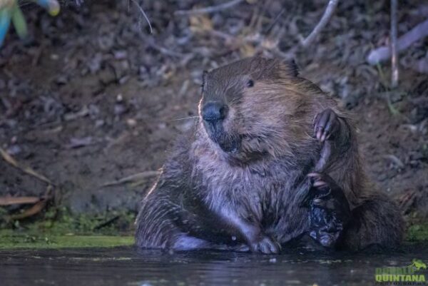 Beaver Grooming Quintana June 2021[26901]