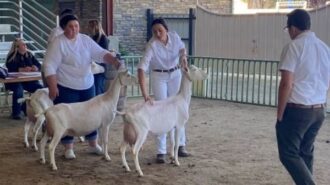 Judge and three goats
