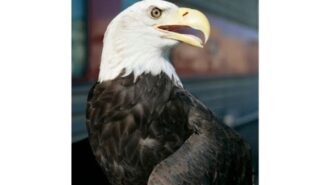 eagle (2)