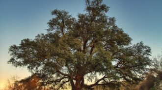 oak tree stock img