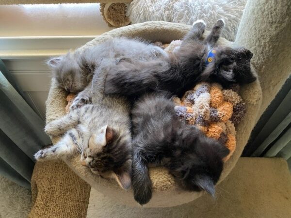 kittens foster needed