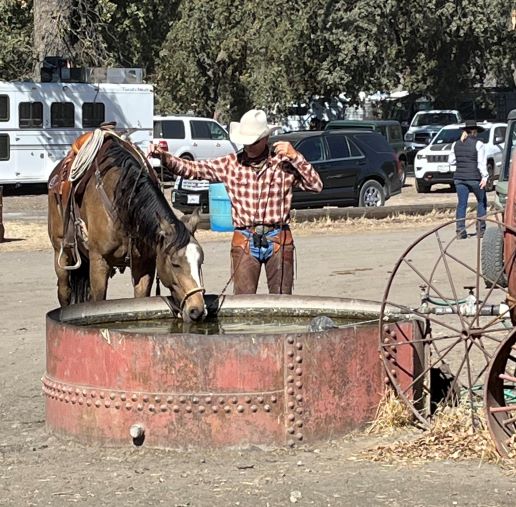 Californios watering horse