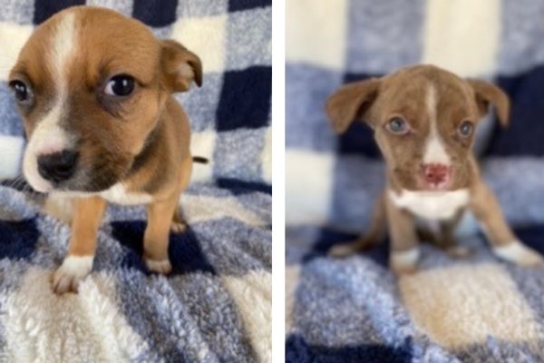 adoptable puppies
