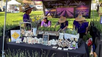 Thousands attend Olive and Lavender Festival Saturday