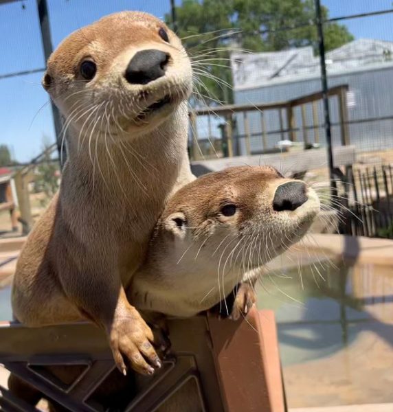 Zoo to You otters