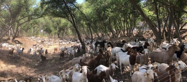 goats grazing