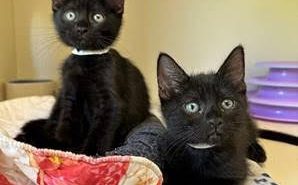 Humane society offering 'kitten twofer' this weekend