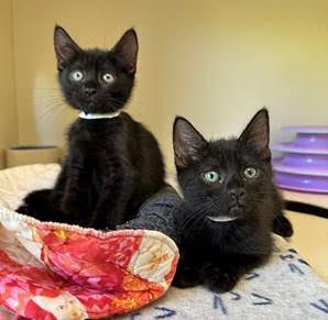 Humane society offering 'kitten twofer' this weekend