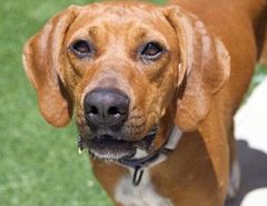 Adoptable Pet of the Week: Dixie