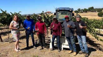 Harvest of sparkling wine grapes begins in Paso Robles