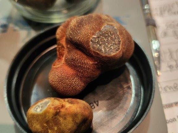 Truffle industry to converge in Paso Robles for 2023 congress