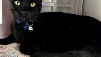 Adoptable Pet of the Week: Carbon
