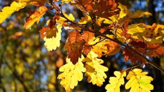 Mild fall weather in the forecast this week for Paso Robles