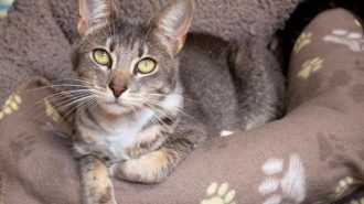 Adoptable Pet of the Week: Morticia
