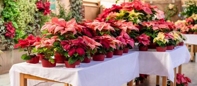 Cal Poly's annual poinsettia sale returns Dec. 2 and 9