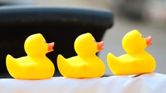 Explore the world with rubber ducks from the Paso Robles City Library