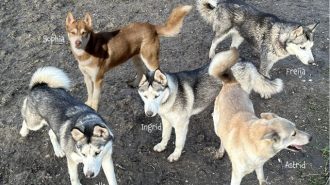 Animal sanctuary saves five huskies from euthanasia