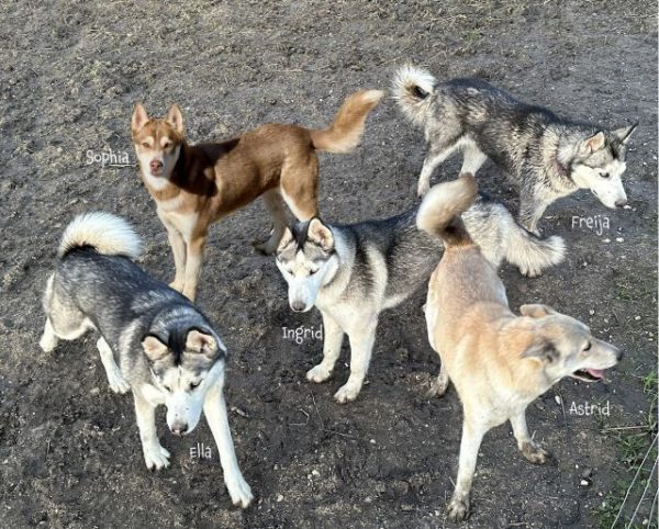 Animal sanctuary saves five huskies from euthanasia 