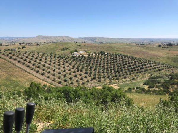 Local olive oil farms wins five gold medals at world competition 