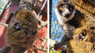 Baby mongoose lemur born at Charles Paddock Zoo