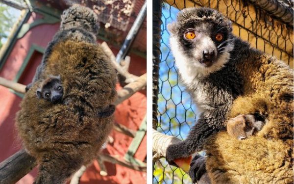 Baby mongoose lemur born at Charles Paddock Zoo 