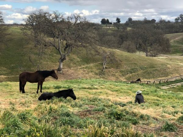 Local horse sanctuary unveils new immersive tour experience