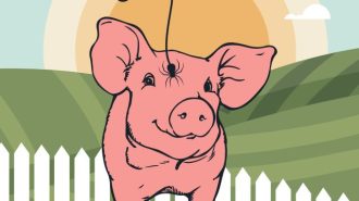 Wine Country Theatre holding auditions for 'Charlotte's Web'