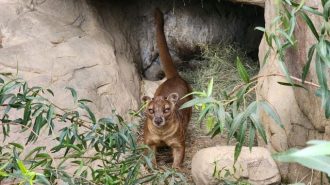 Fossa arrives at the Charles Paddock Zoo