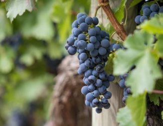 New wine event spotlights unique varieties in Paso Robles